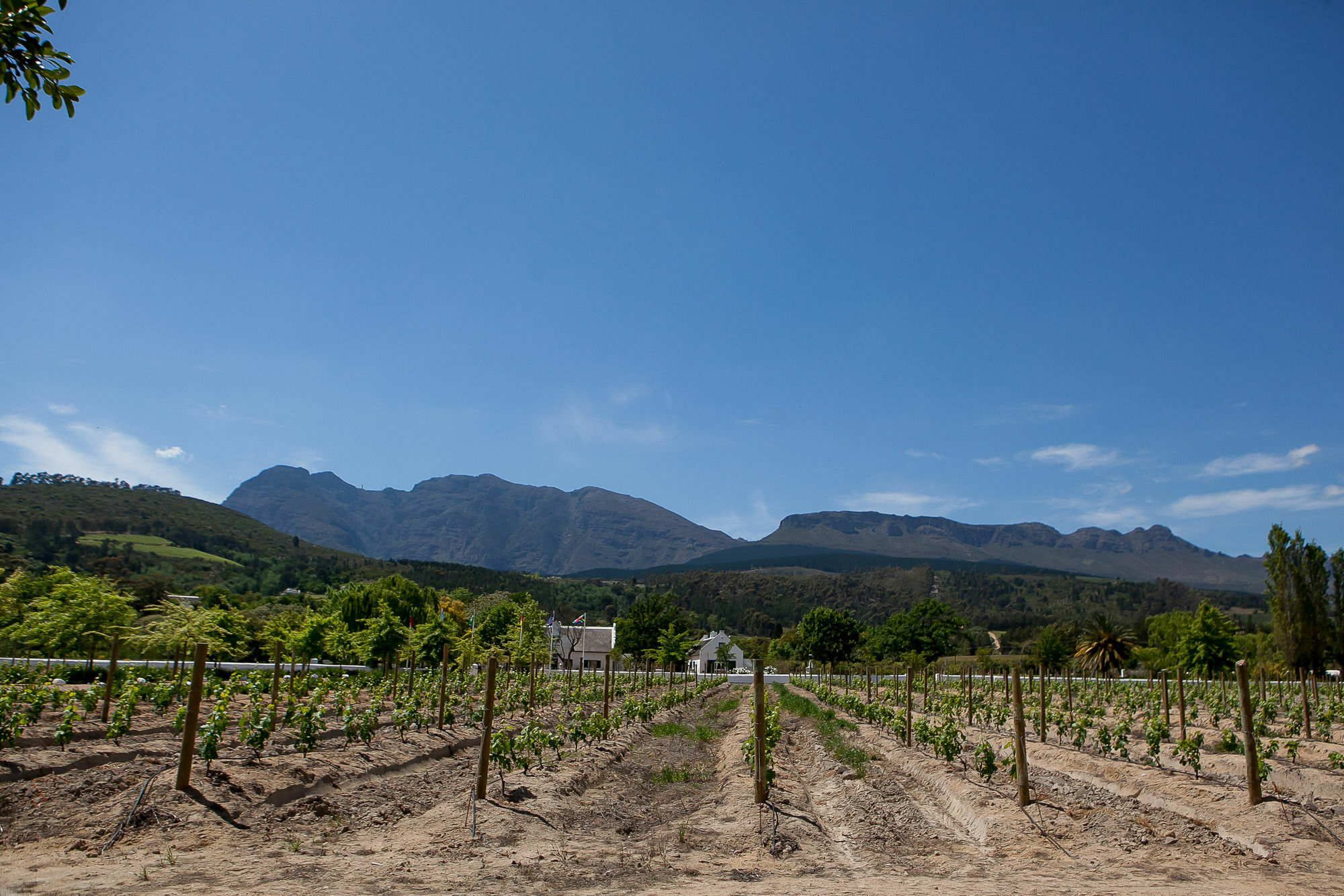 1692 De Kleijne Bos Country House Paarl Dış mekan fotoğraf